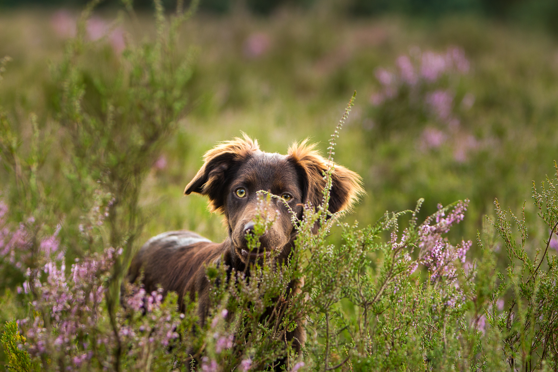 hondenfotografie op locatie