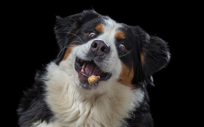 hondenfotograafhondenfotografie koekjes vang
