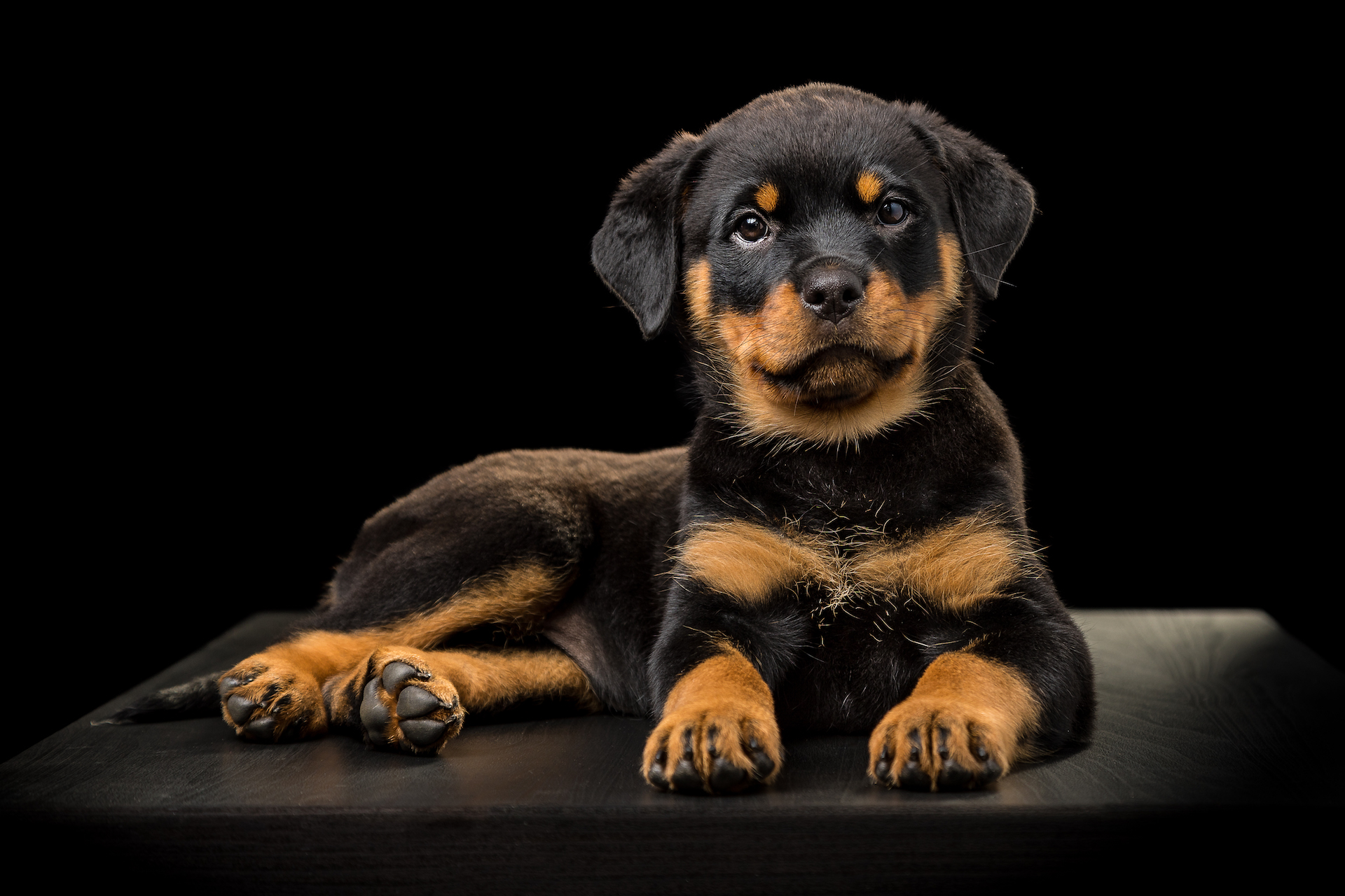 rottweiler pup Rottweiler pup