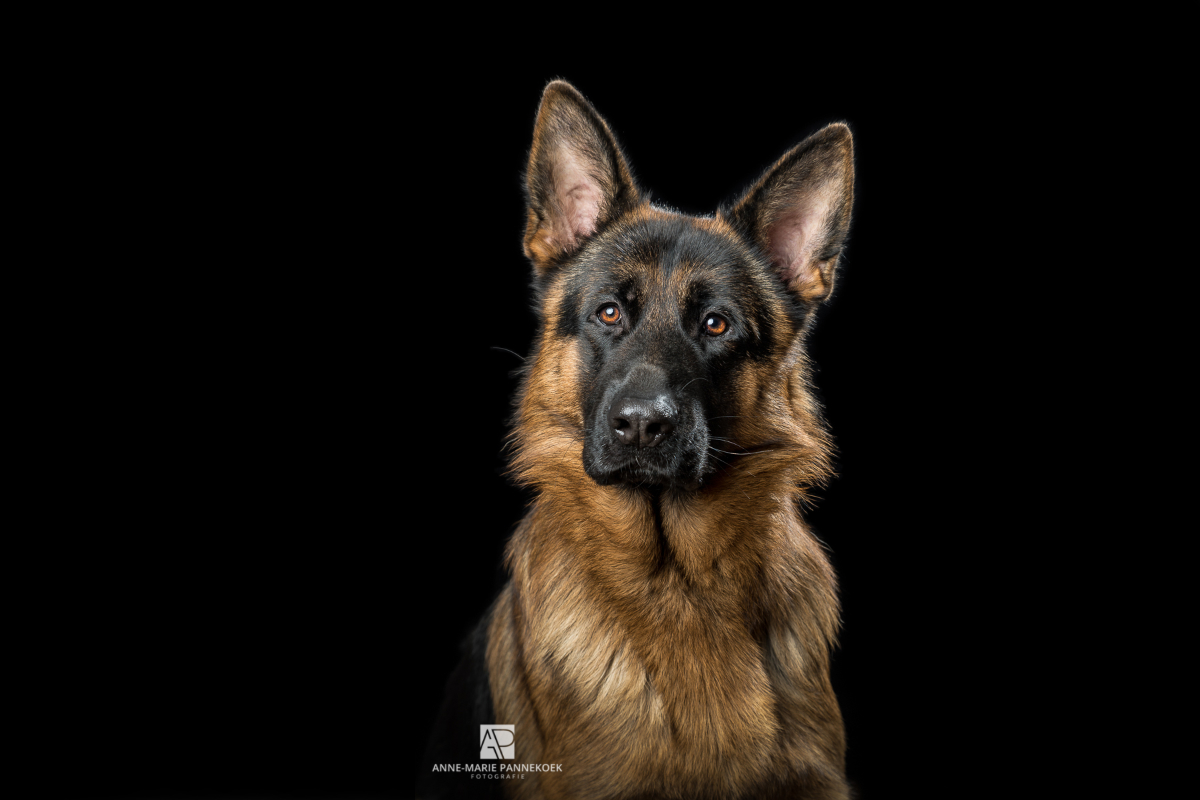 Honden shoot Vaassen