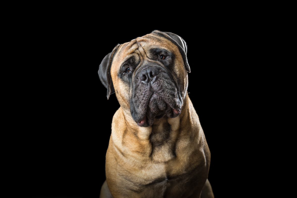 Hondenfotografie Vaassen